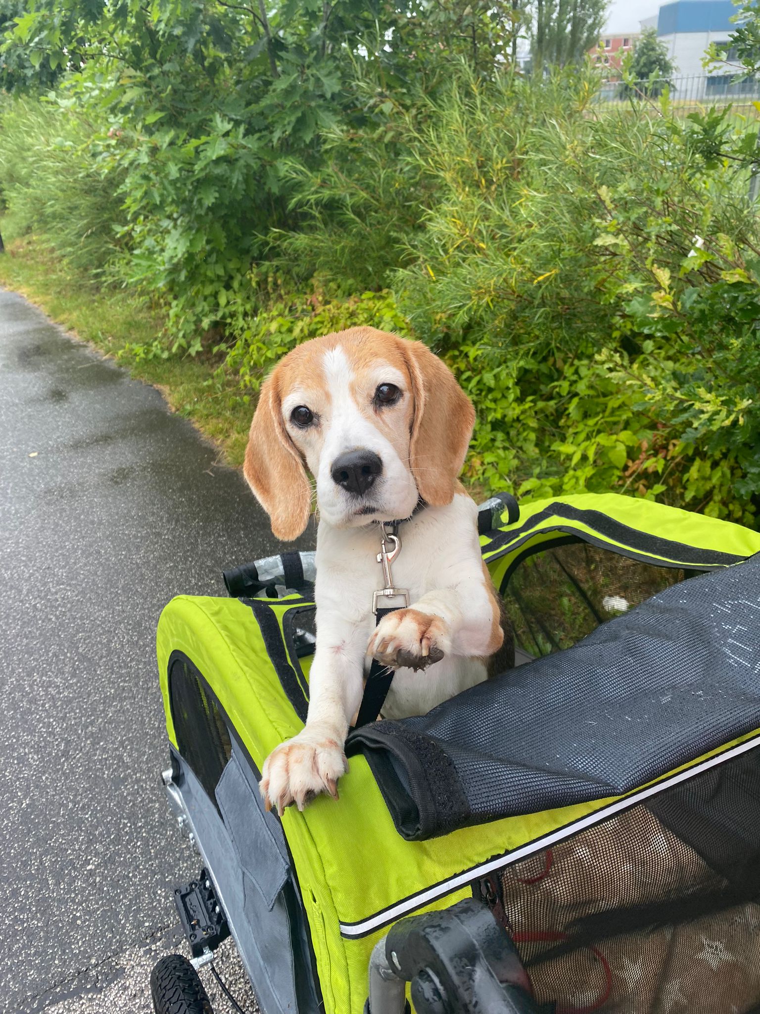 Demenz beim Hund verstehen & begleiten