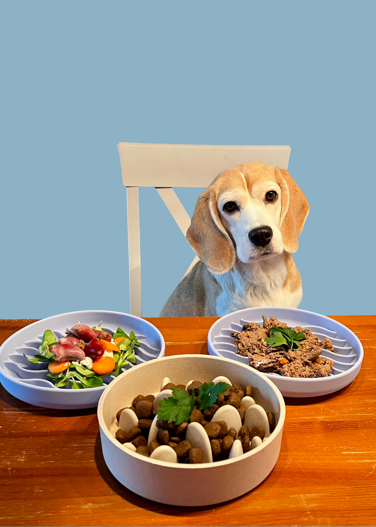Was ist eigentlich eine ausgewogene Ernährung beim Hund?